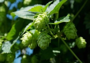 hop-vines-409870_640